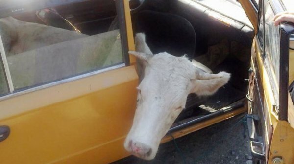 Водитель и его пассажир не смогли объяснить, что делает корова в багажнике их «Фольксвагена Транспортера»